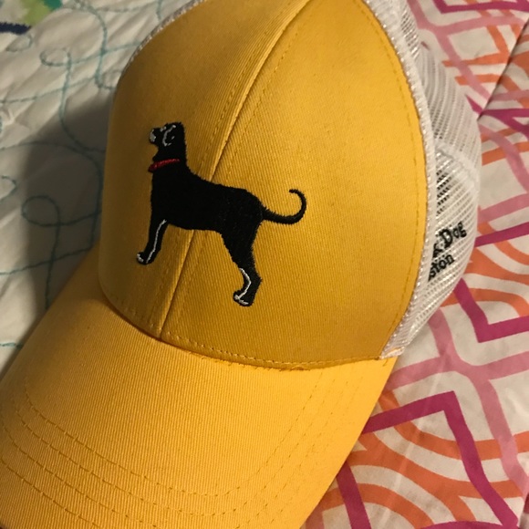 black dog bruins hat